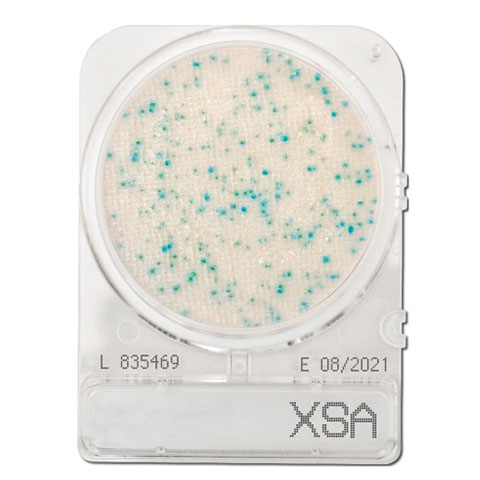 Compact Dry X-SA (Staphylococcus Aureus)