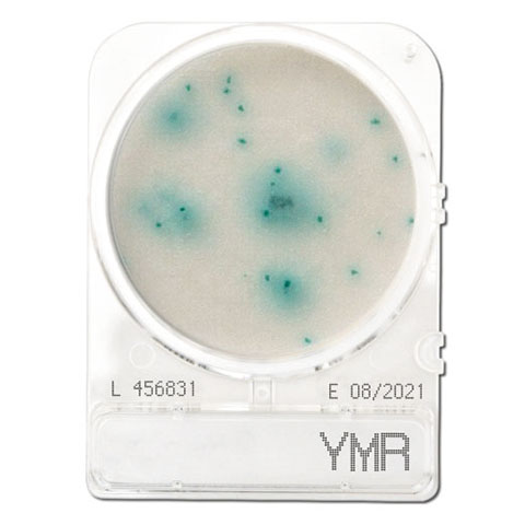 Compact Dry YMR (Yeast and Mold Rapid)