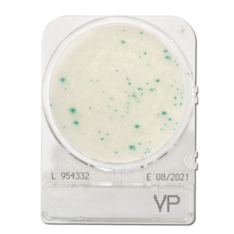 Compact Dry VP (Vibrio Parahaemolyticus)
