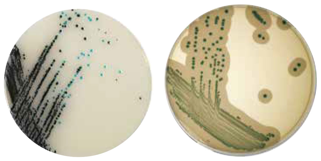 Neogen® OBOP Solutions: Deteksi Salmonella dan Listeria dalam 48 jam!