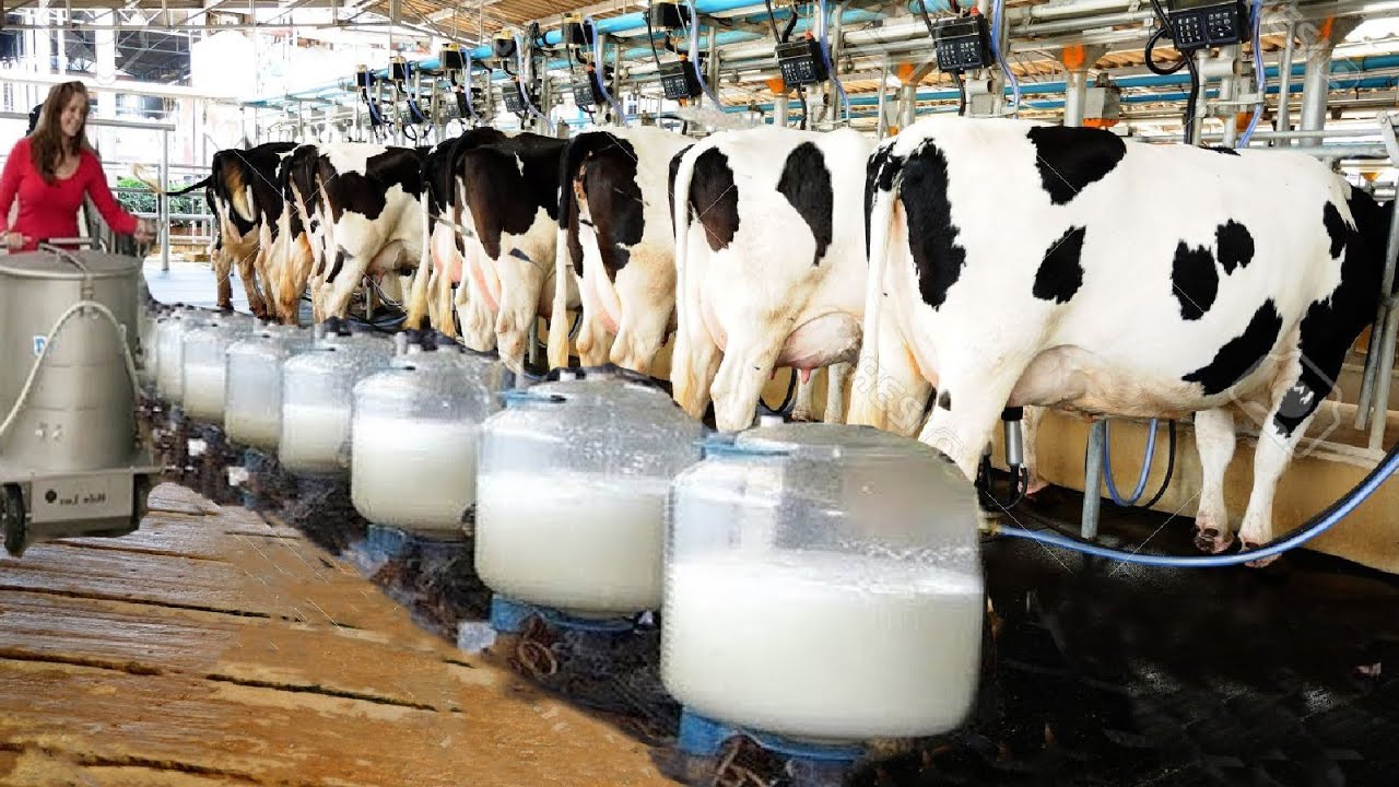 Milk Urea Nitrogen (MUN) sebagai Indikator penting keberlanjutan produk Susu Sapi